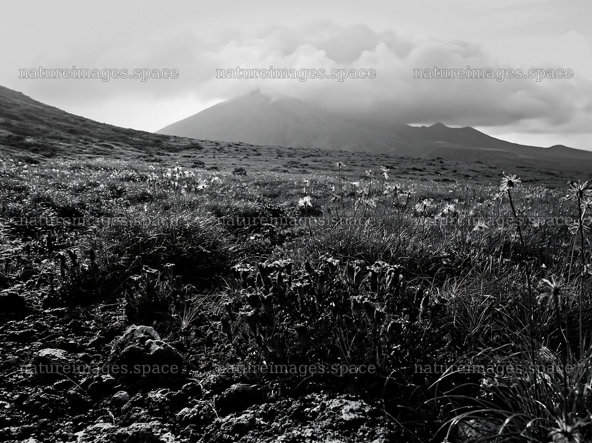 Kagoshima volcanic meadow with pumice foreground and mountain – nature images 9174x6866