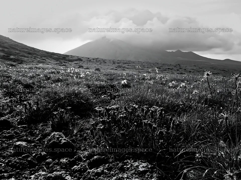 Kagoshima volcanic meadow with pumice foreground and mountain – nature images 9174x6866