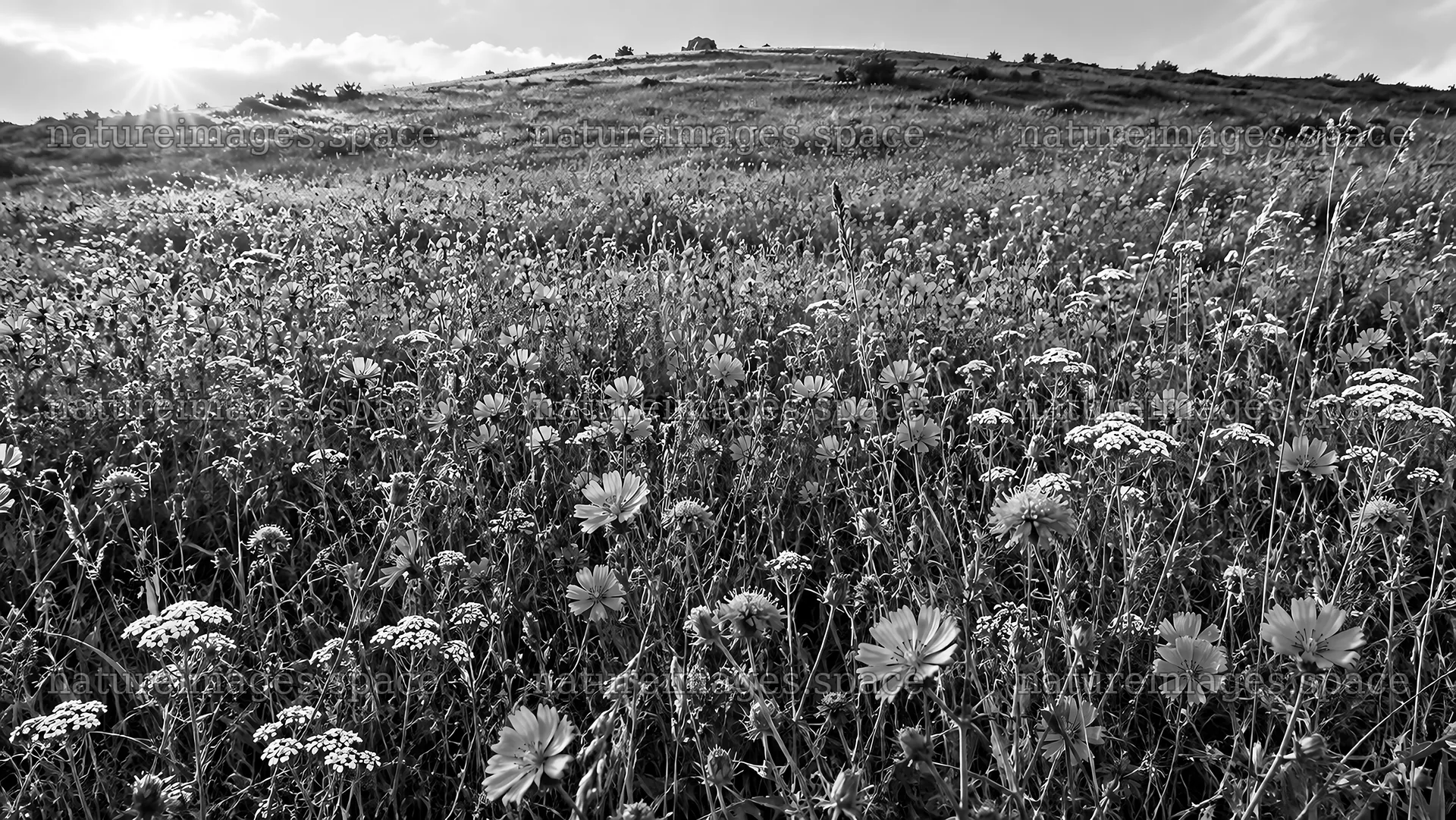 Monochrome Wildflower Meadow on a Hillside – nature images 10324x5812