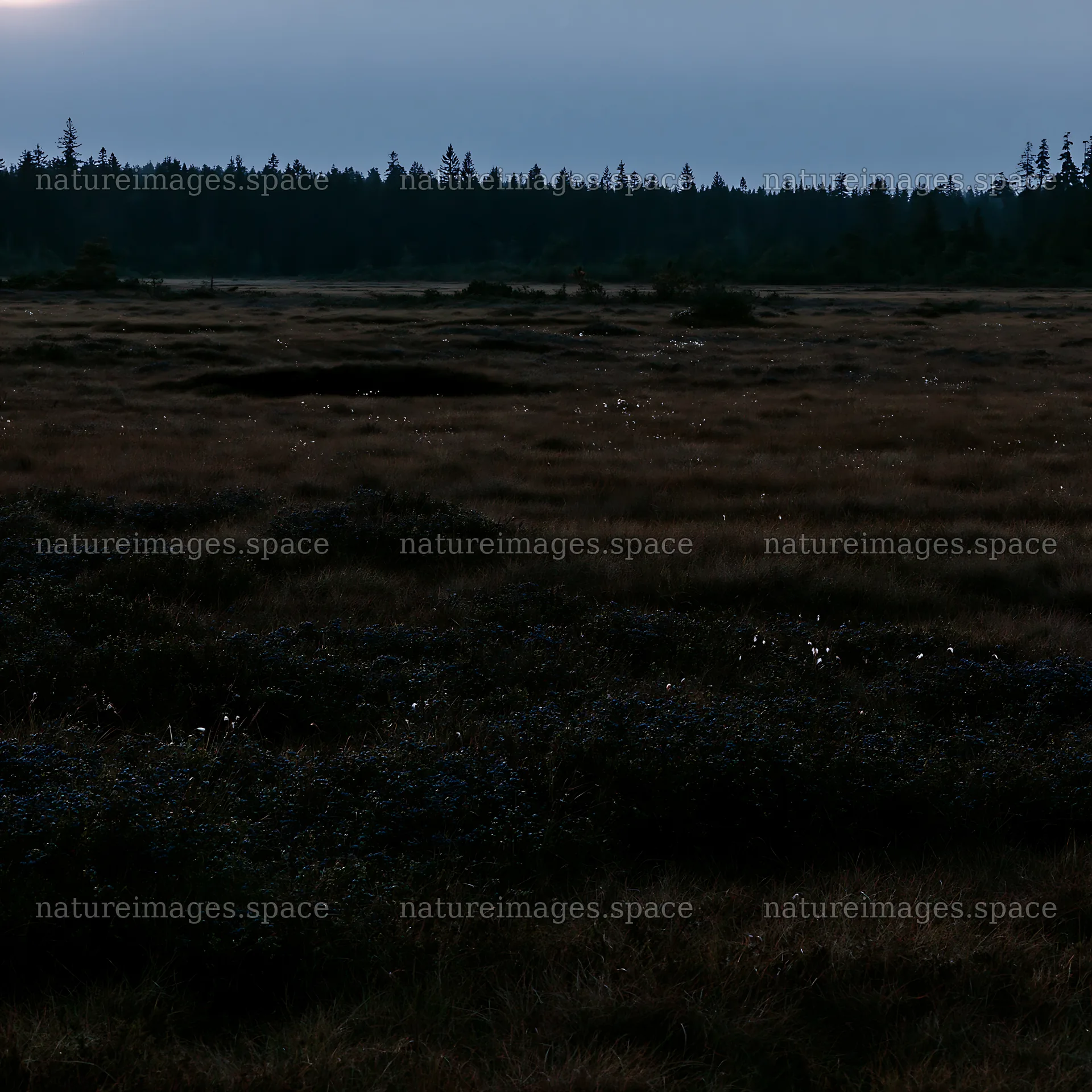 Moonlight shining on a meadow at night – nature images 7938x7938