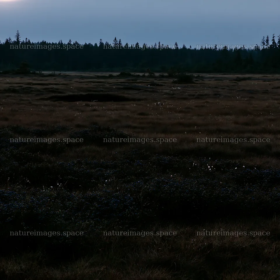 Moonlight shining on a meadow at night – nature images 7938x7938