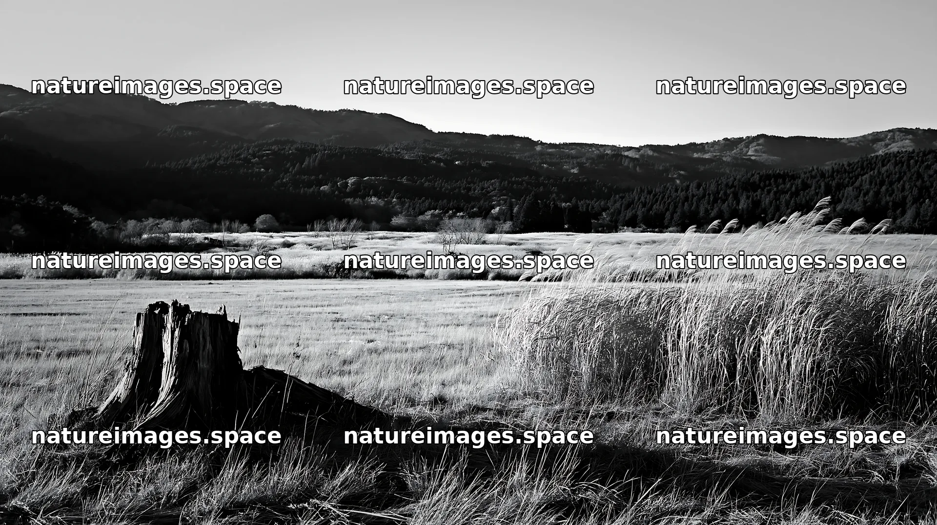 Fukushima native meadow with weathered stump – nature images 10608x5938