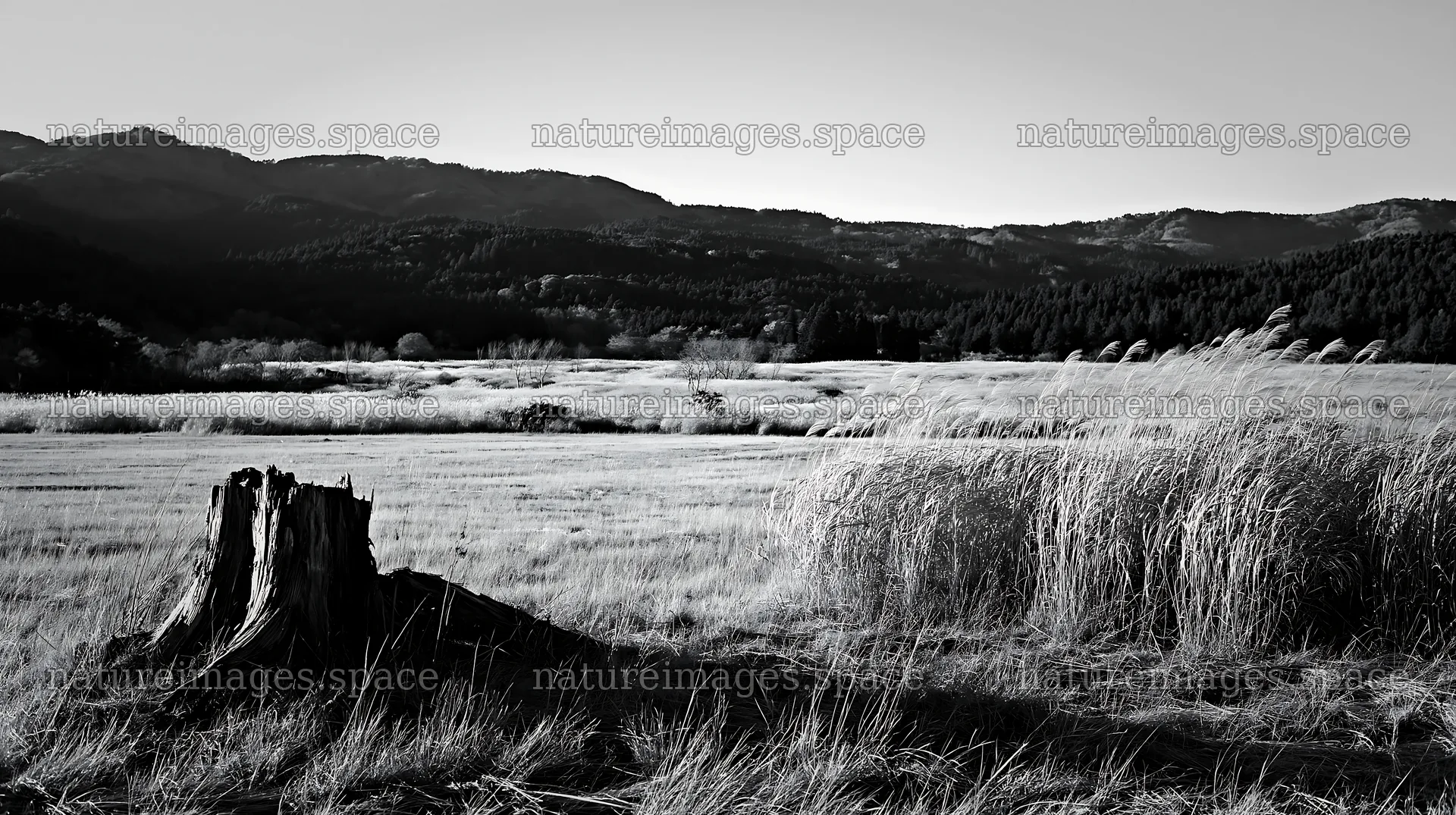 Fukushima native meadow with weathered stump – nature images 10608x5938