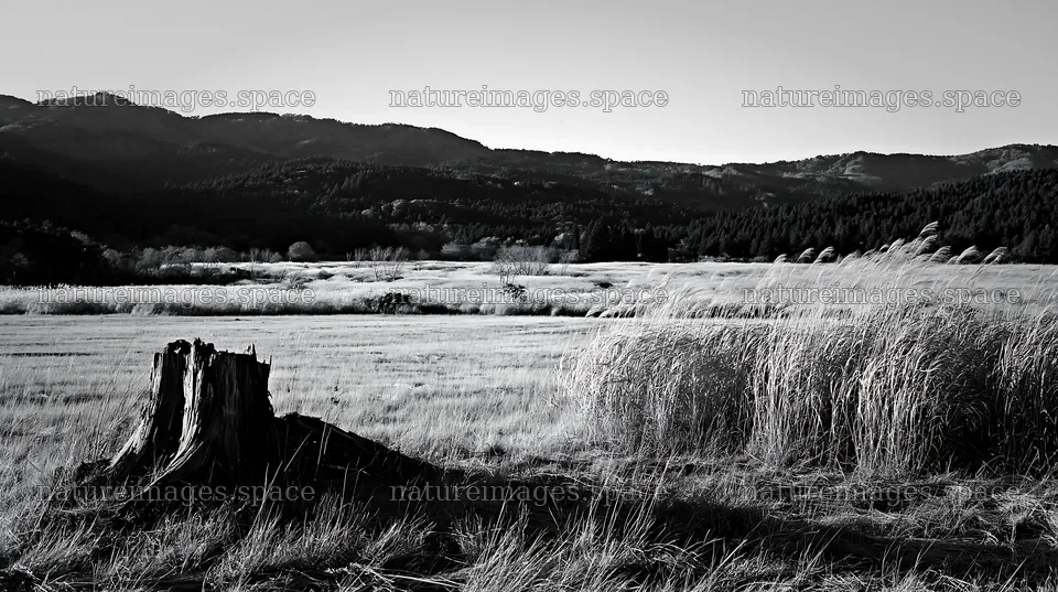 Fukushima native meadow with weathered stump – nature images 10608x5938