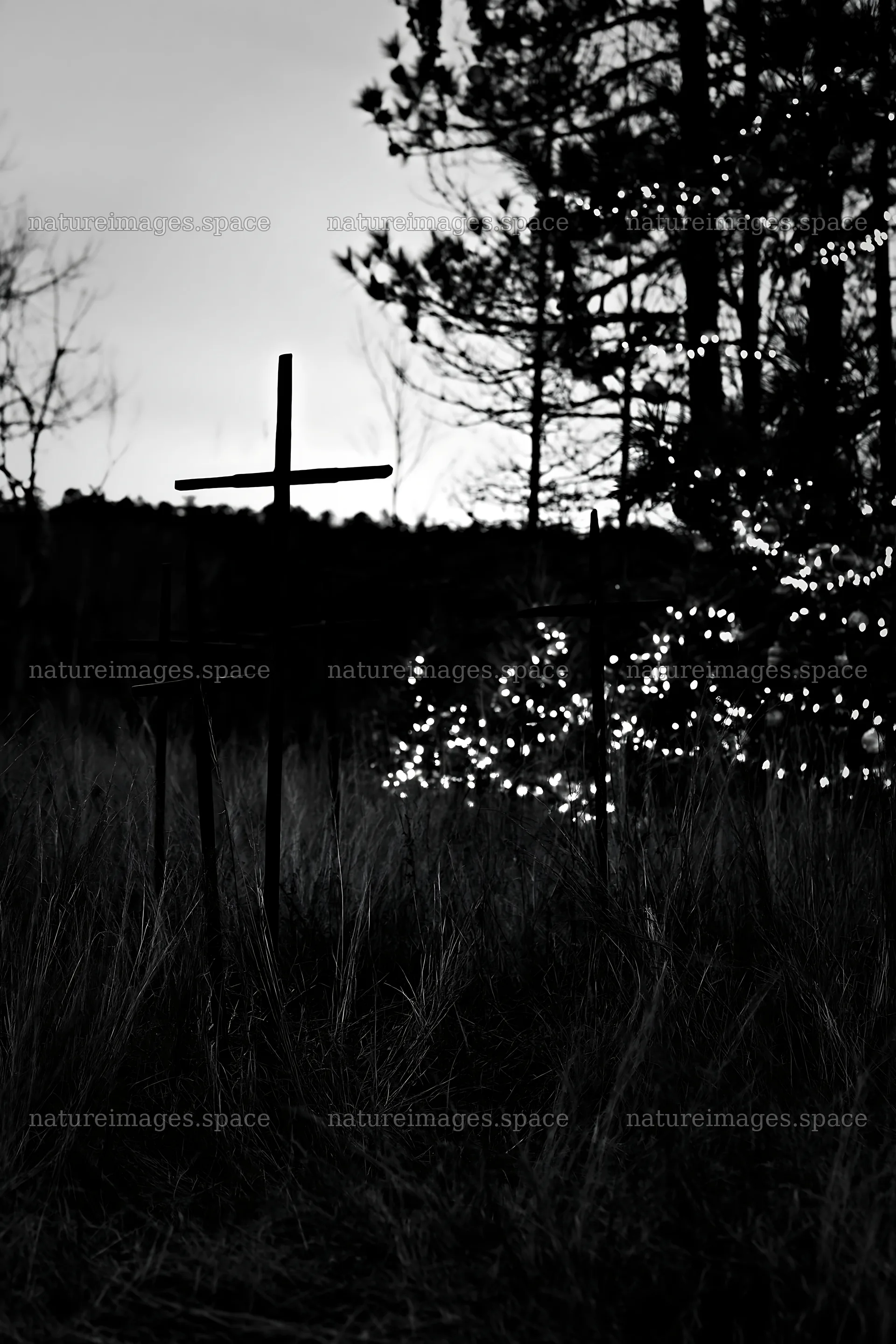 Crosses in meadow with trees at dusk – nature images 6480x9722