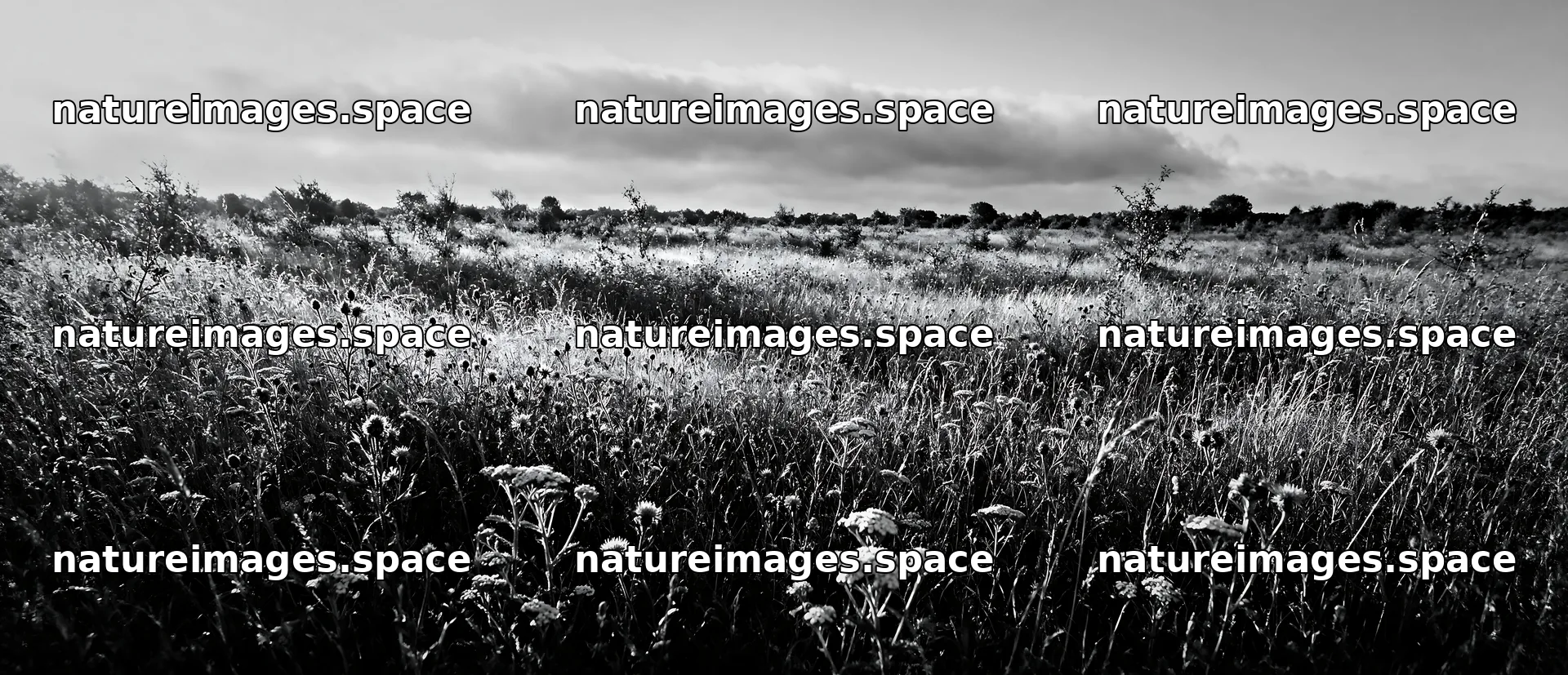 Rewilded meadow with wildflowers and tall grass in open field – nature images 12094x5210
