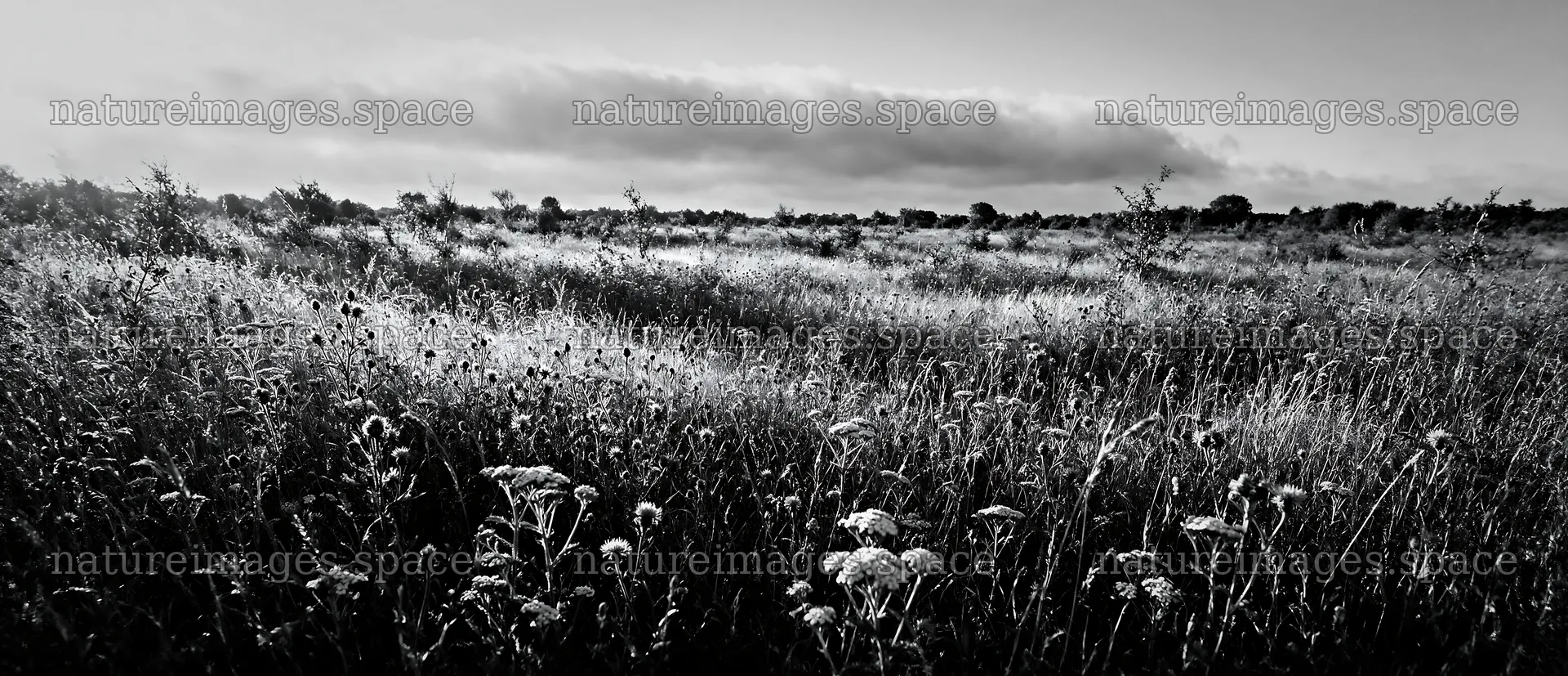 Rewilded meadow with wildflowers and tall grass in open field – nature images 12094x5210