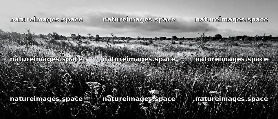 Rewilded meadow with wildflowers and tall grass in open field – nature images 12094x5210