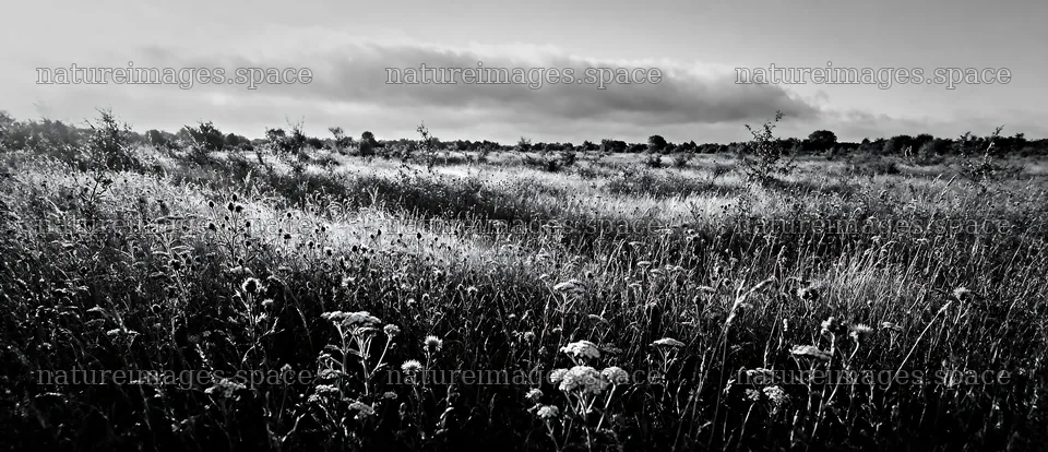 Rewilded meadow with wildflowers and tall grass in open field – nature images 12094x5210