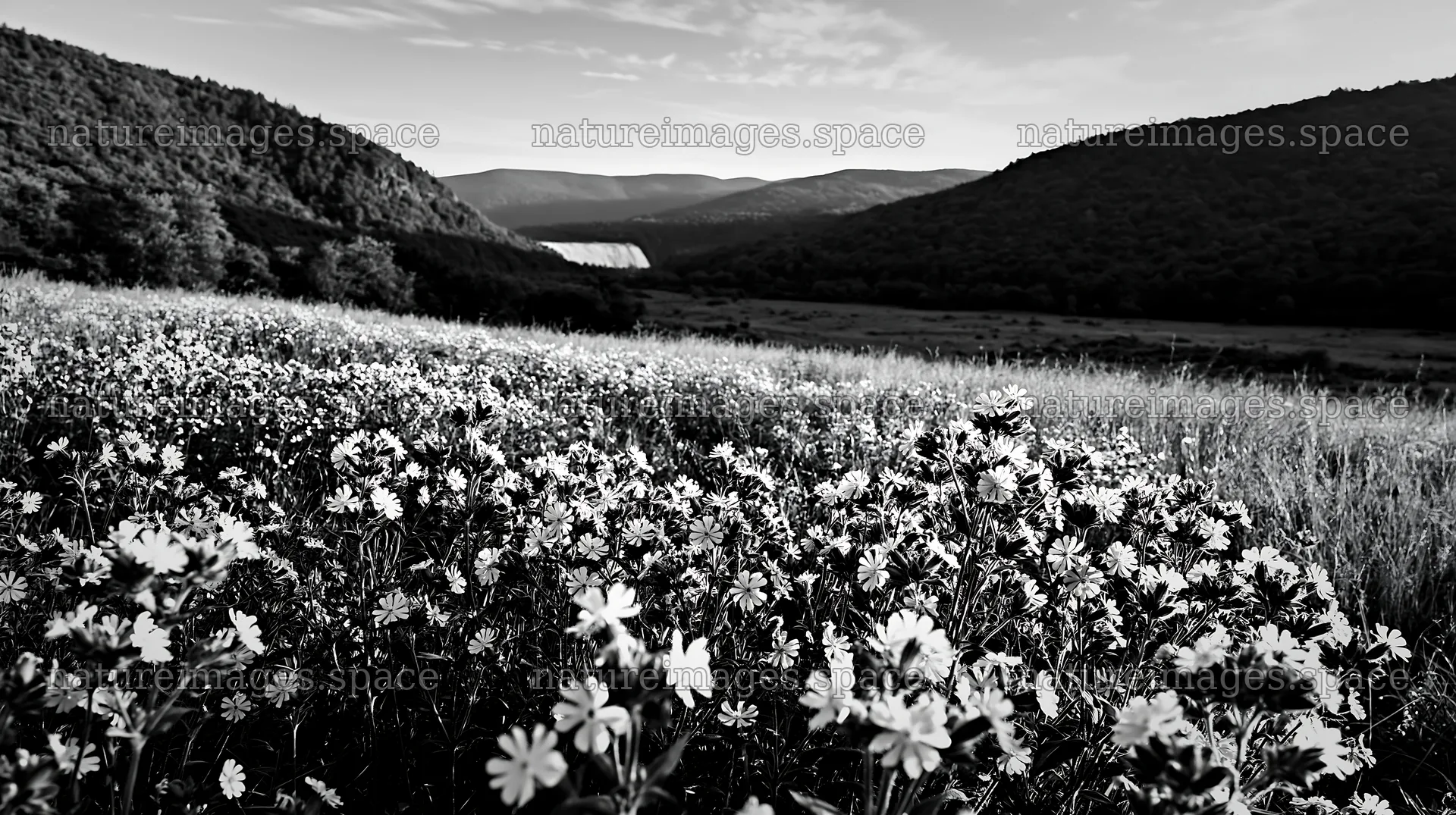 Summer wildflowers near waterfall in a meadow – nature images 10608x5938