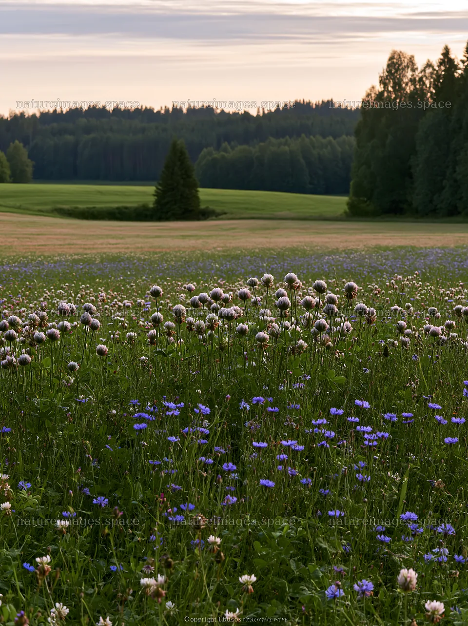 Clover and cornflower meadow under a cloudy sky – nature images 6866x9174
