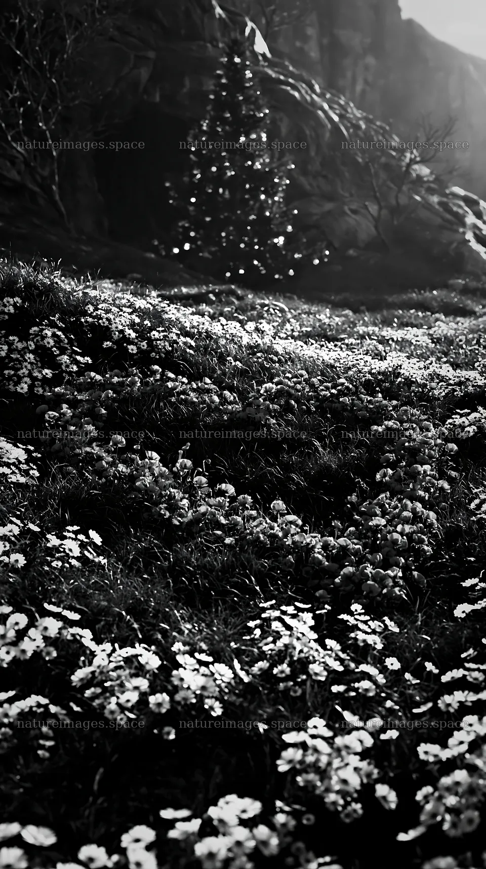 Christmas tree beside cave in meadow with flowers – nature images 5938x10608
