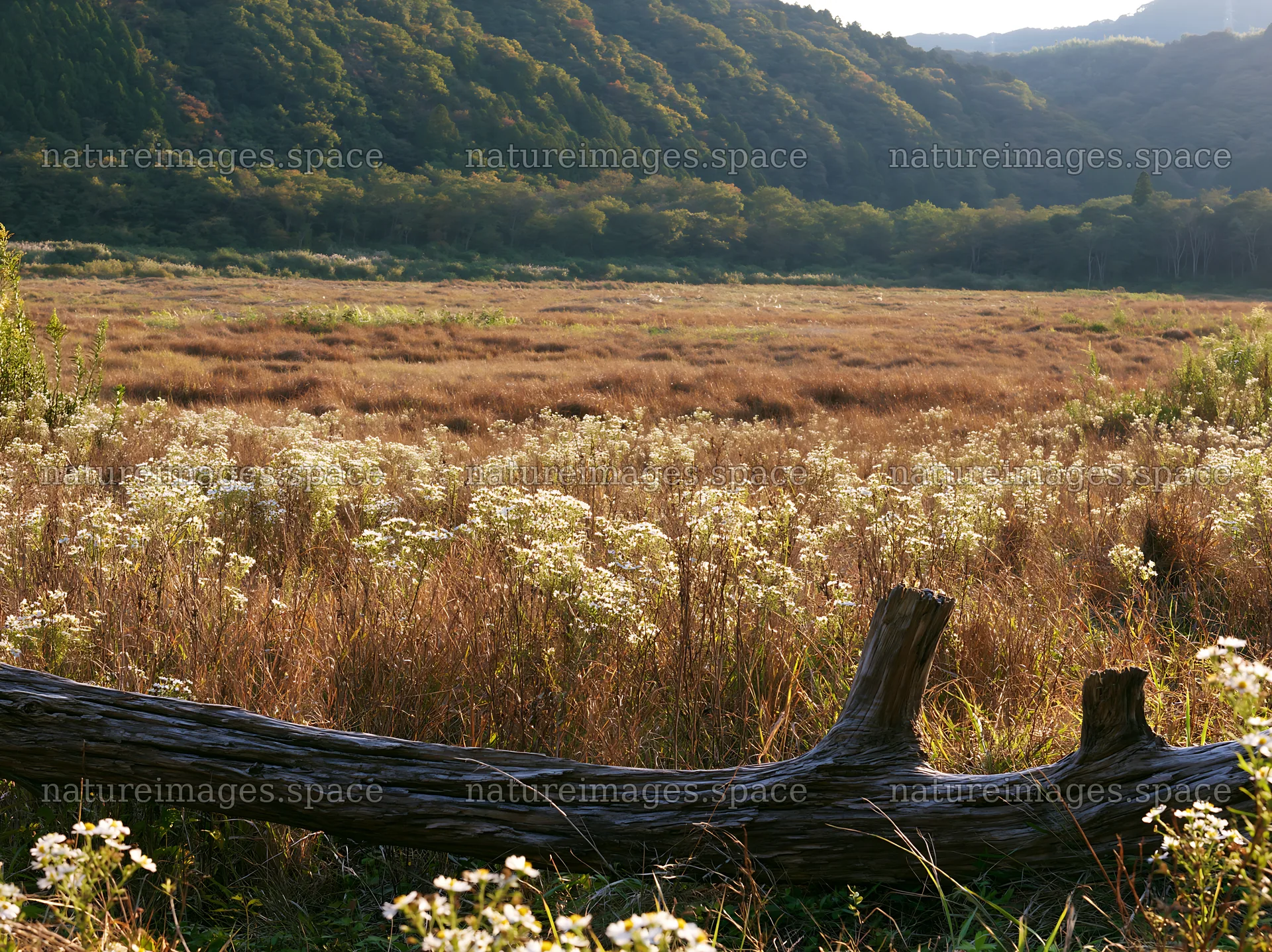 Wakayama autumn meadow with weathered wood in the foreground – nature images 9174x6866