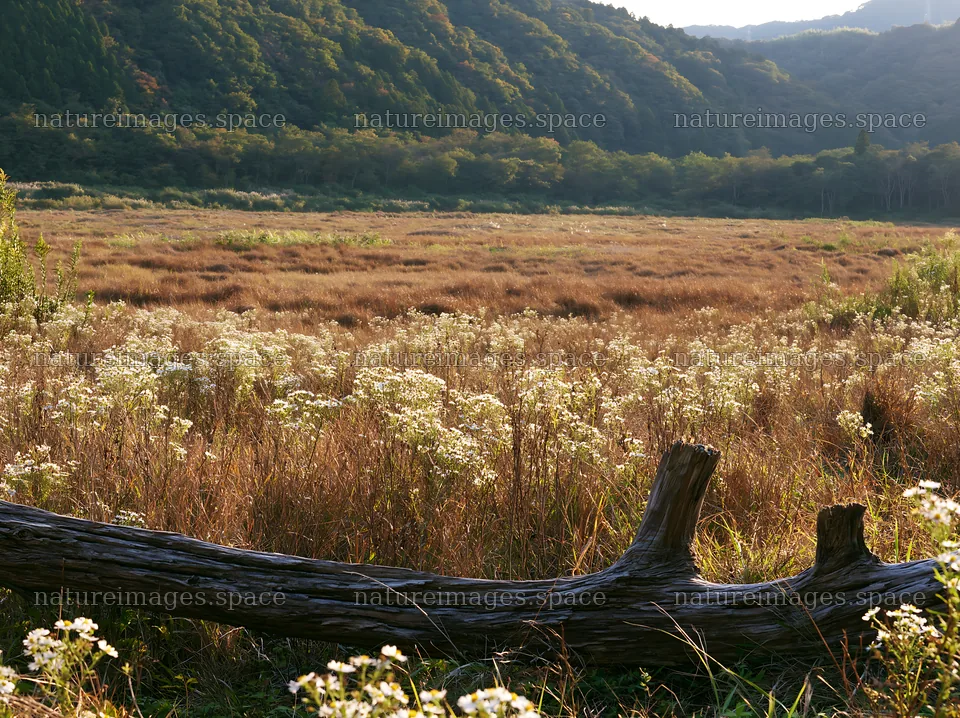 Wakayama autumn meadow with weathered wood in the foreground – nature images 9174x6866