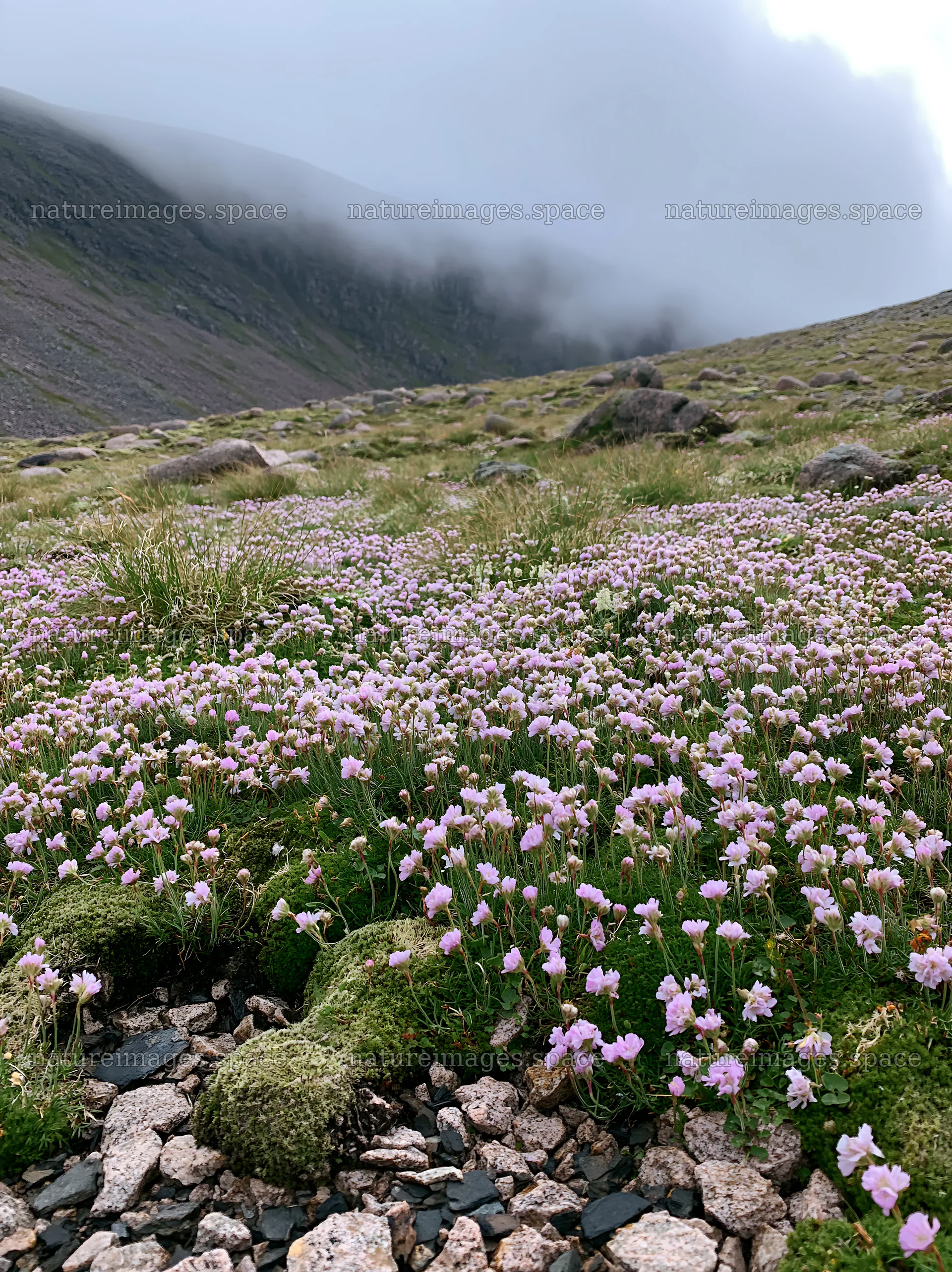Wildflowers bloom in a rewilding meadow in misty mountains – nature images 6866x9174