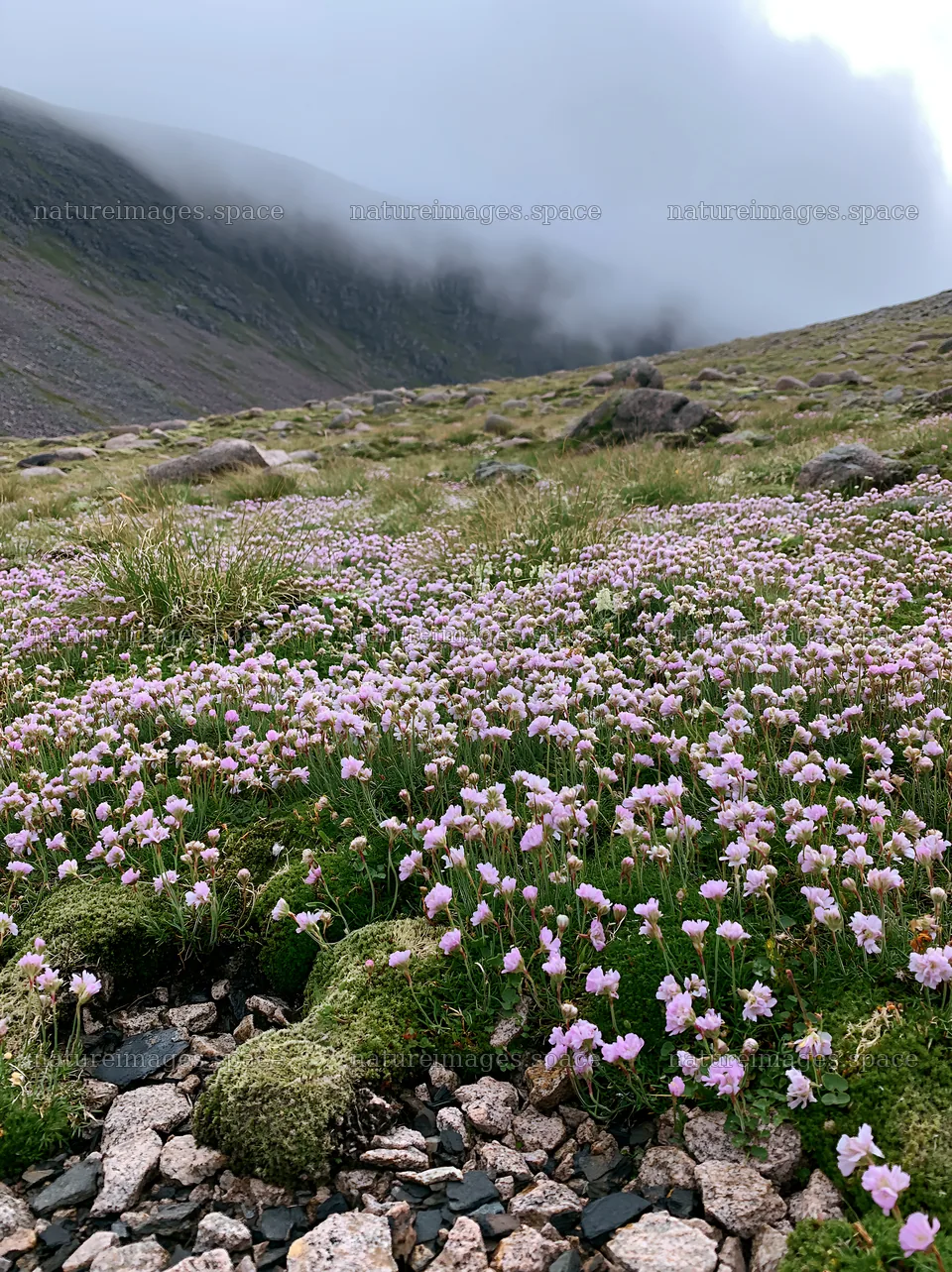 Wildflowers bloom in a rewilding meadow in misty mountains – nature images 6866x9174