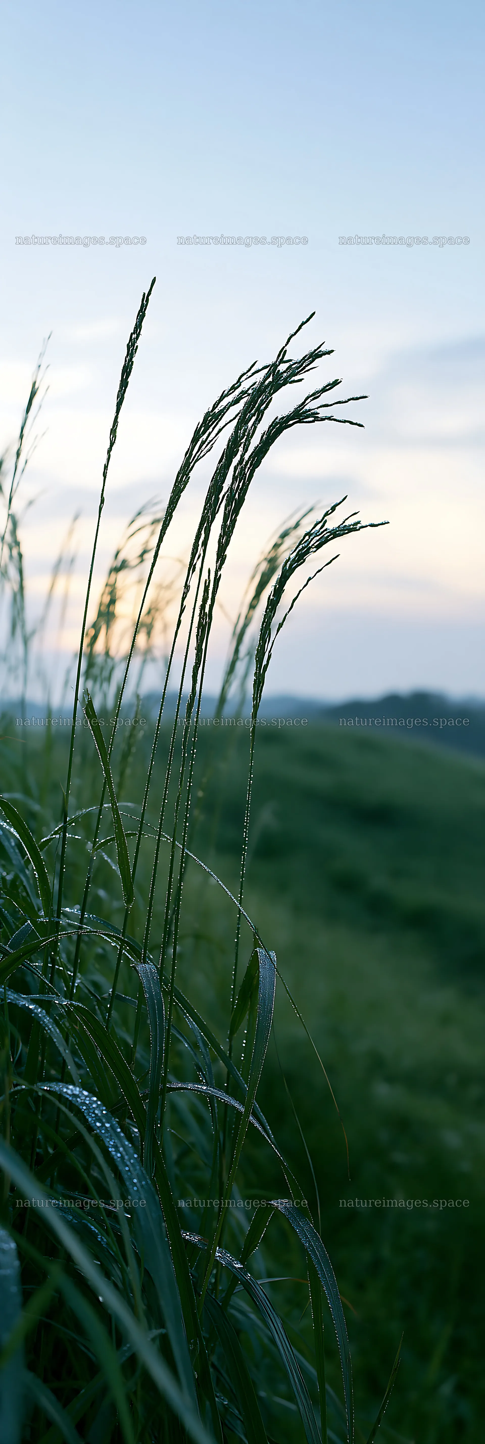 Miyazaki sunrise meadow dew covered sedges at dawn – nature images 4602x13690
