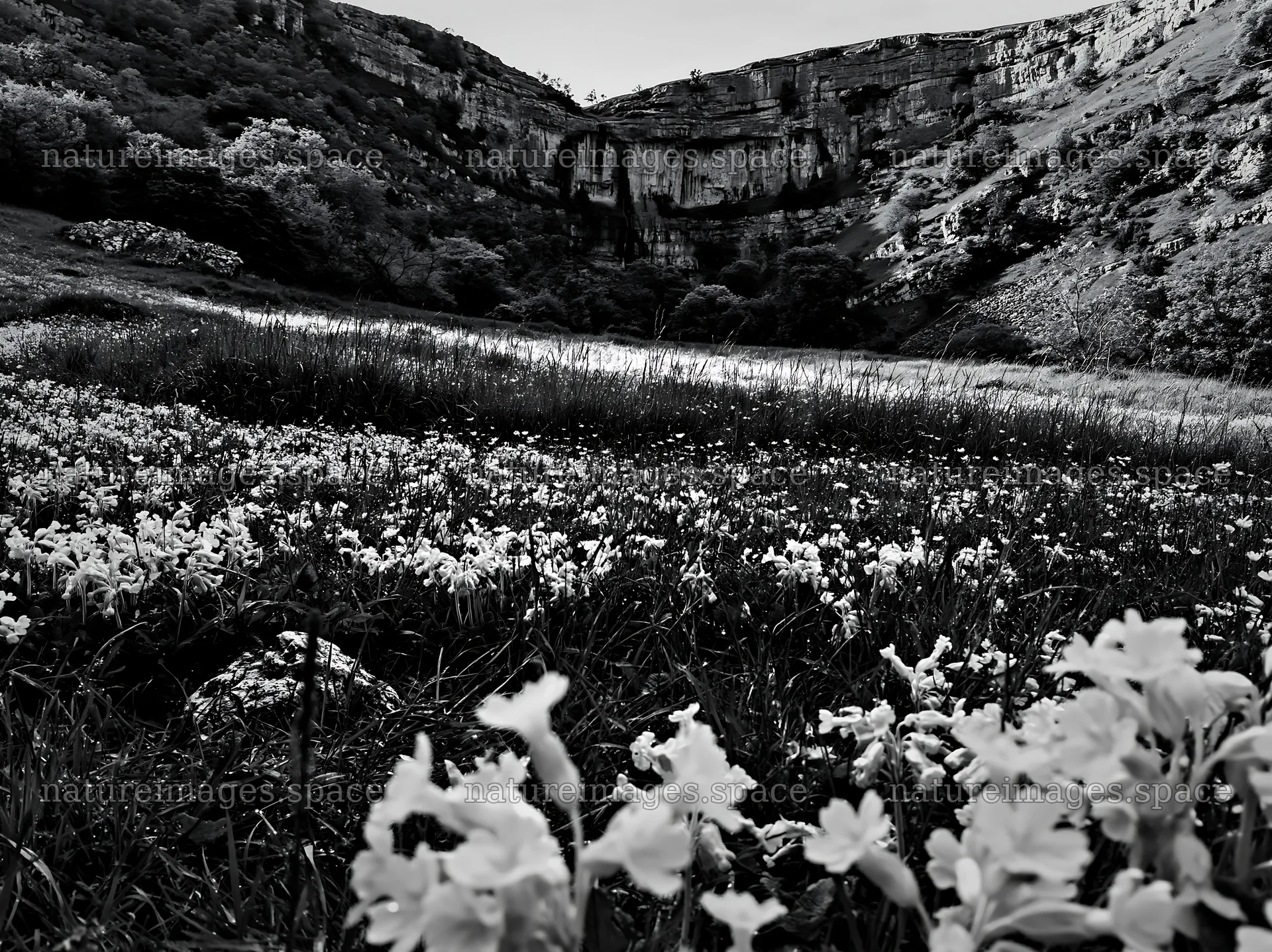 Flower meadow with distant cascade in black and white – nature images 9174x6866