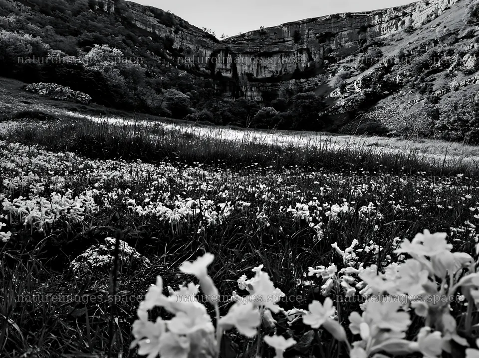 Flower meadow with distant cascade in black and white – nature images 9174x6866