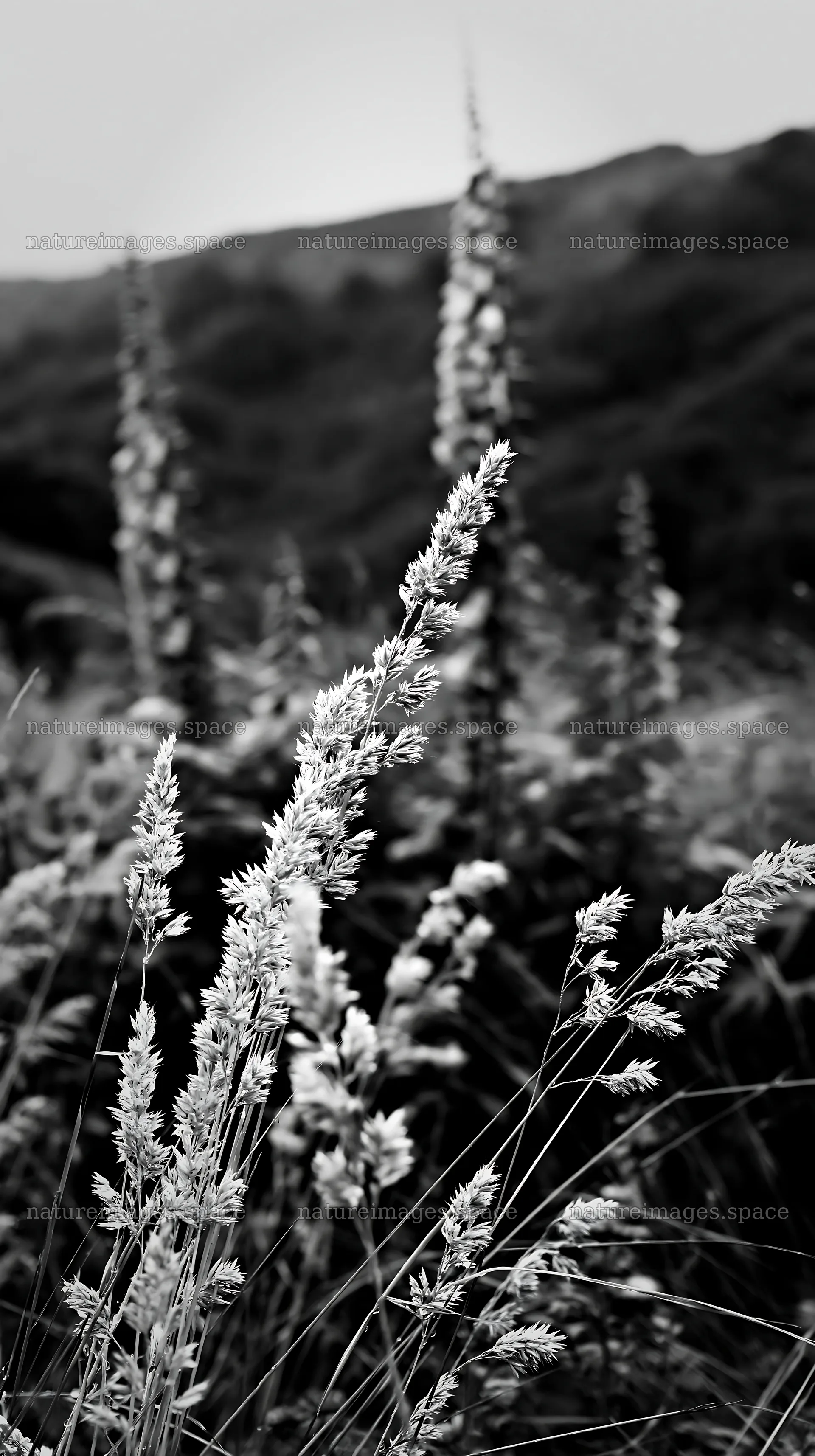 Meadow grass seedheads in black and white setting – nature images 5938x10608