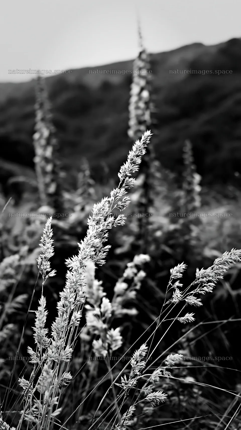 Meadow grass seedheads in black and white setting – nature images 5938x10608