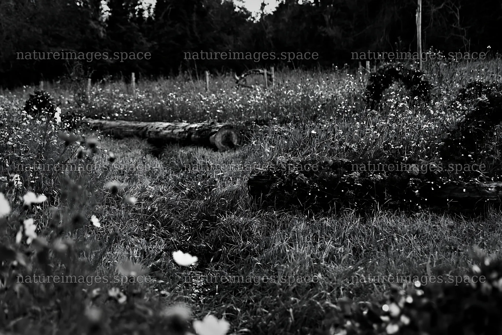Expansive Christmas meadow with wreaths and log – nature images 9722x6480