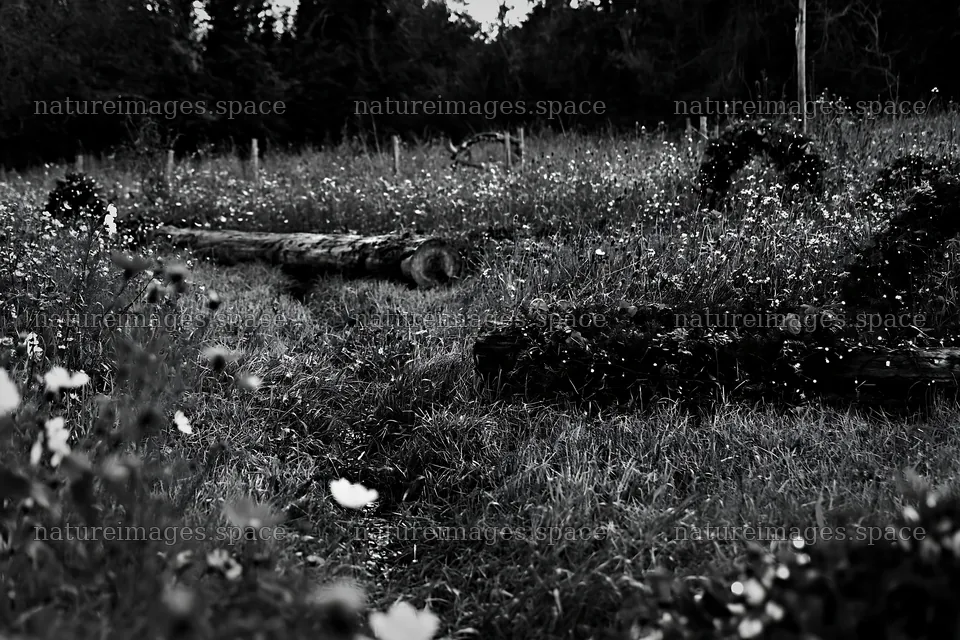 Expansive Christmas meadow with wreaths and log – nature images 9722x6480