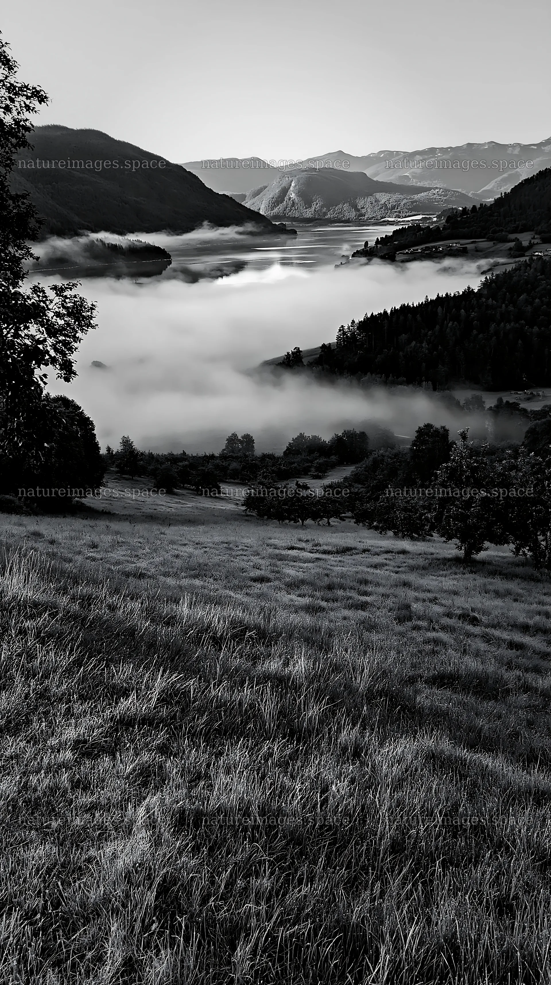 Fjord orchard meadow in morning fog with mountains in background – nature images 5938x10608