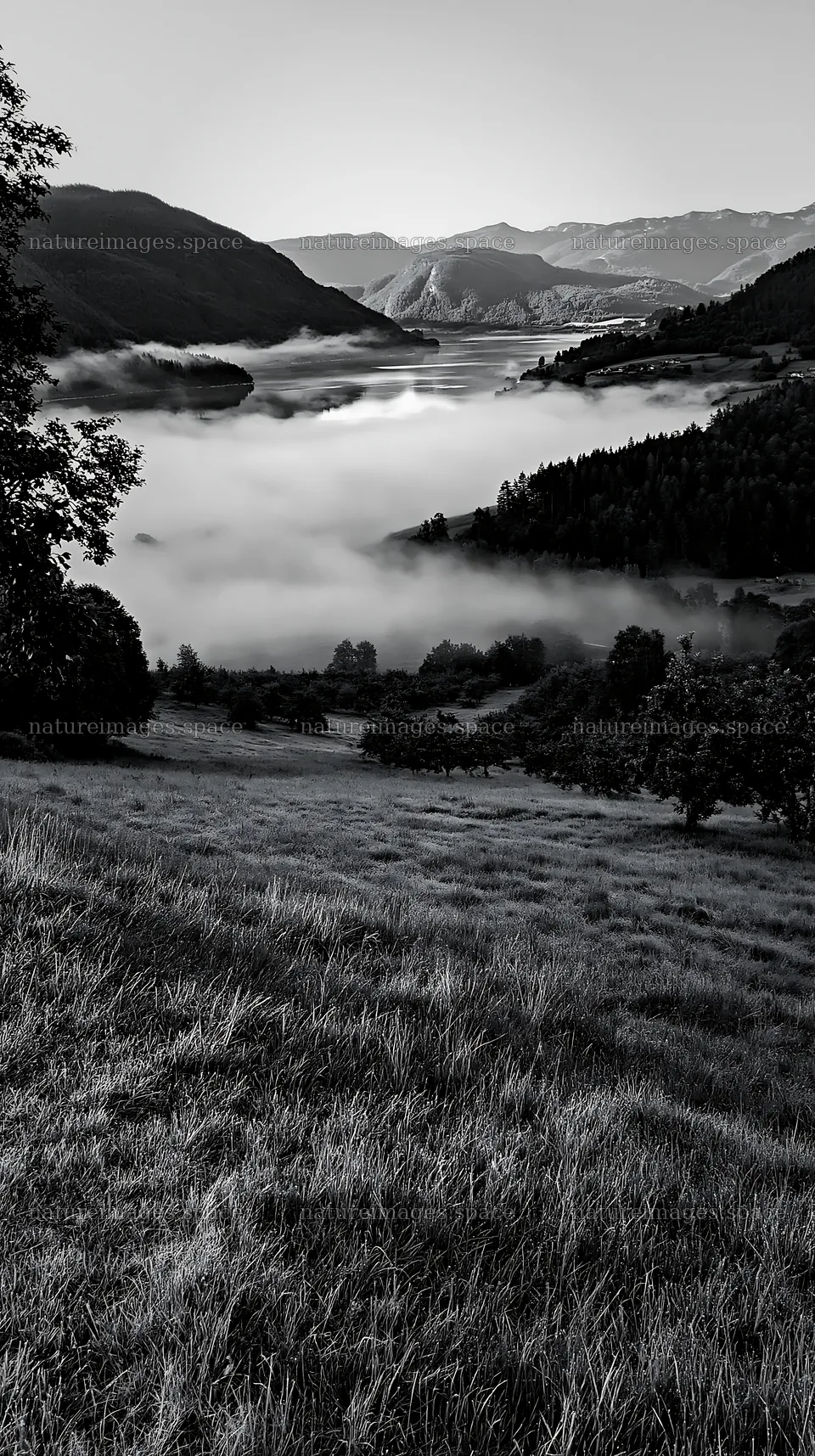 Fjord orchard meadow in morning fog with mountains in background – nature images 5938x10608