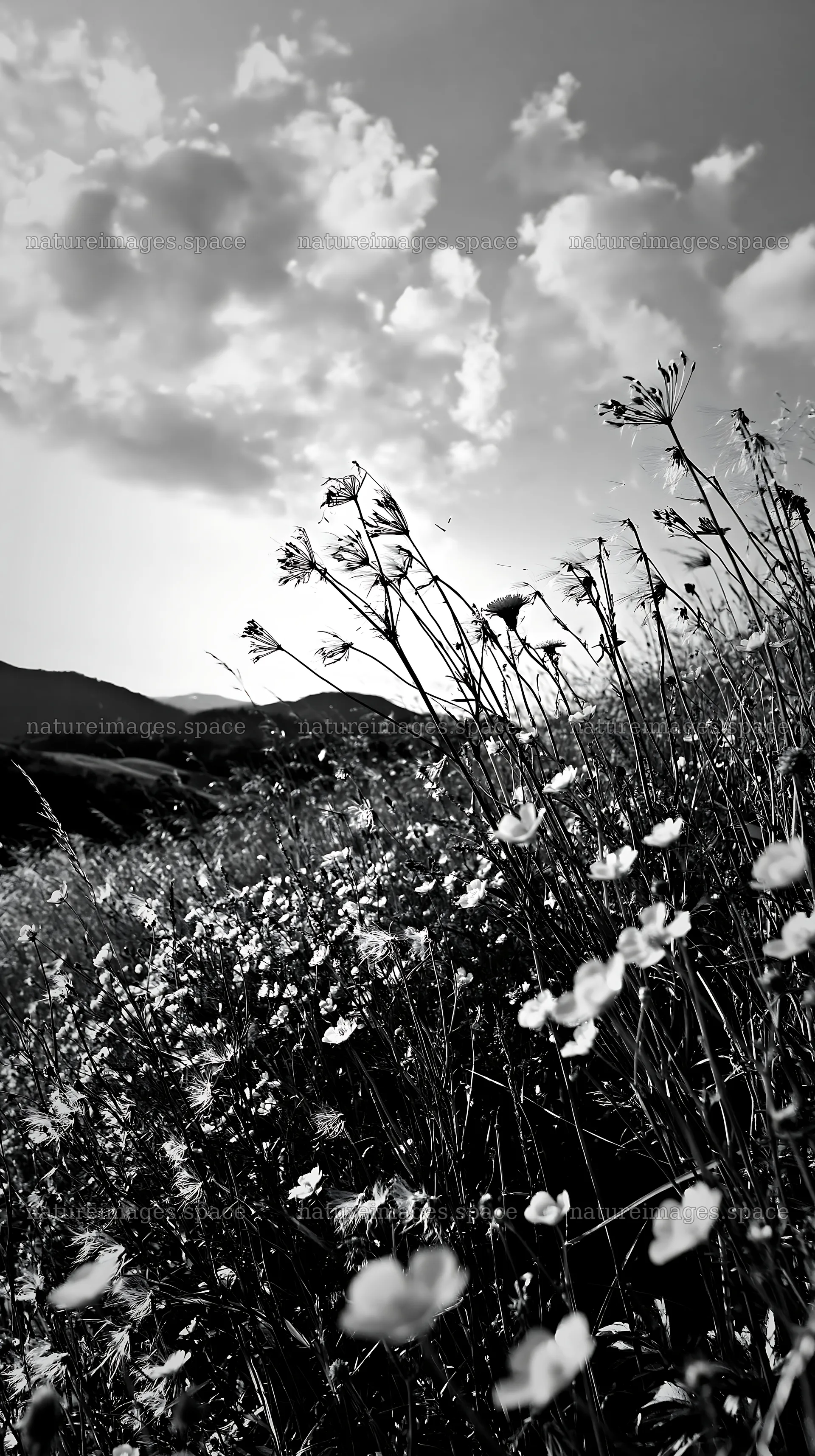 German foothill meadow filled with yellow flowers – nature images 5938x10608