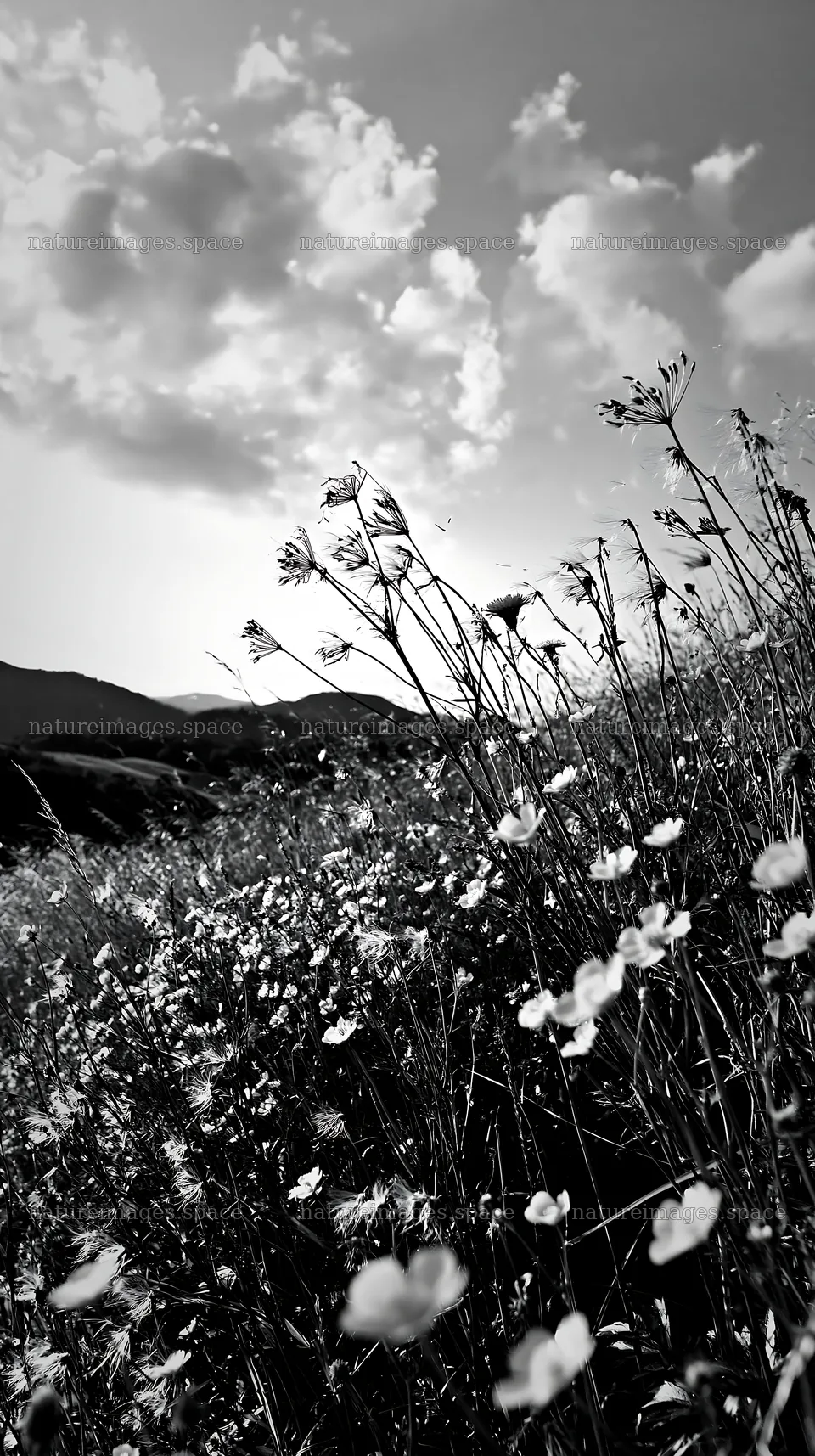 German foothill meadow filled with yellow flowers – nature images 5938x10608
