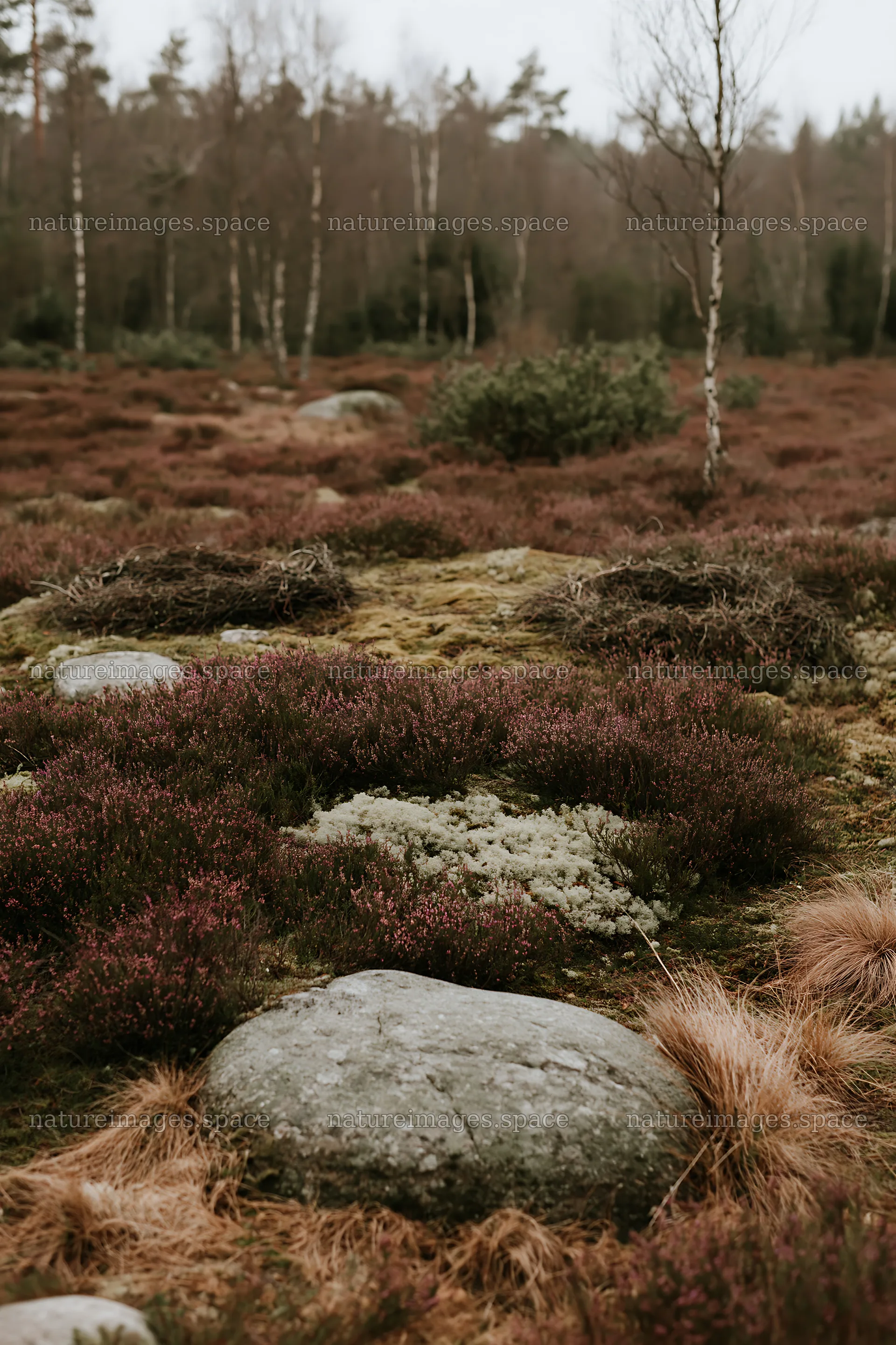 Expansive Christmas meadow with pink heather and stone – nature images 6480x9722