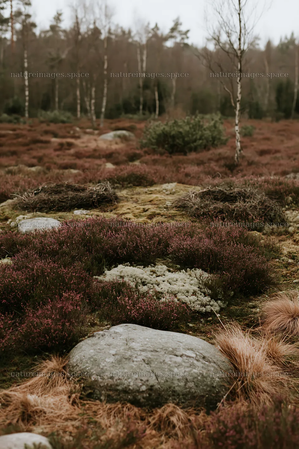 Expansive Christmas meadow with pink heather and stone – nature images 6480x9722