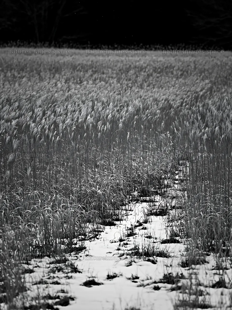Meadow path through Hokkaido silver grass in black and white – nature images 6866x9174