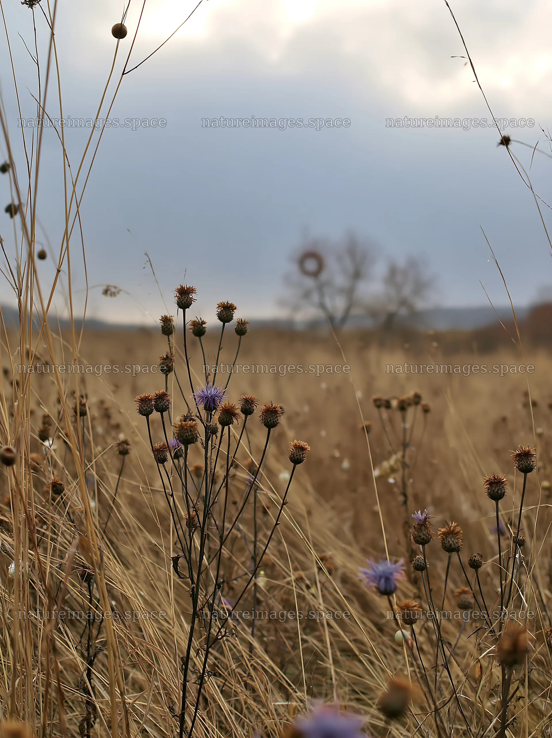 Open meadow with winter grasses and decorative baubles – nature images 6866x9174