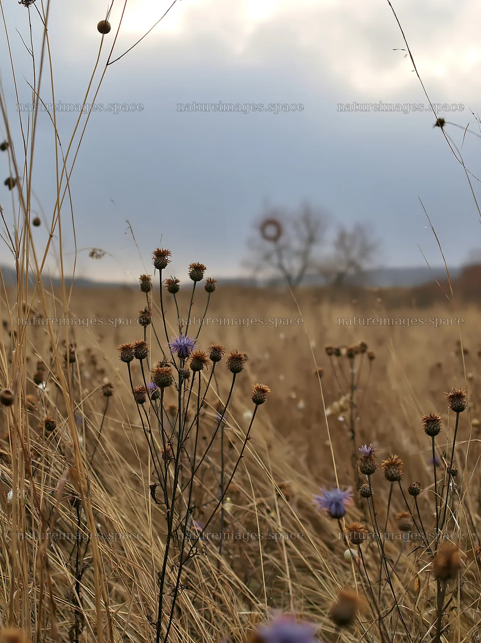 Open meadow with winter grasses and decorative baubles – nature images 6866x9174