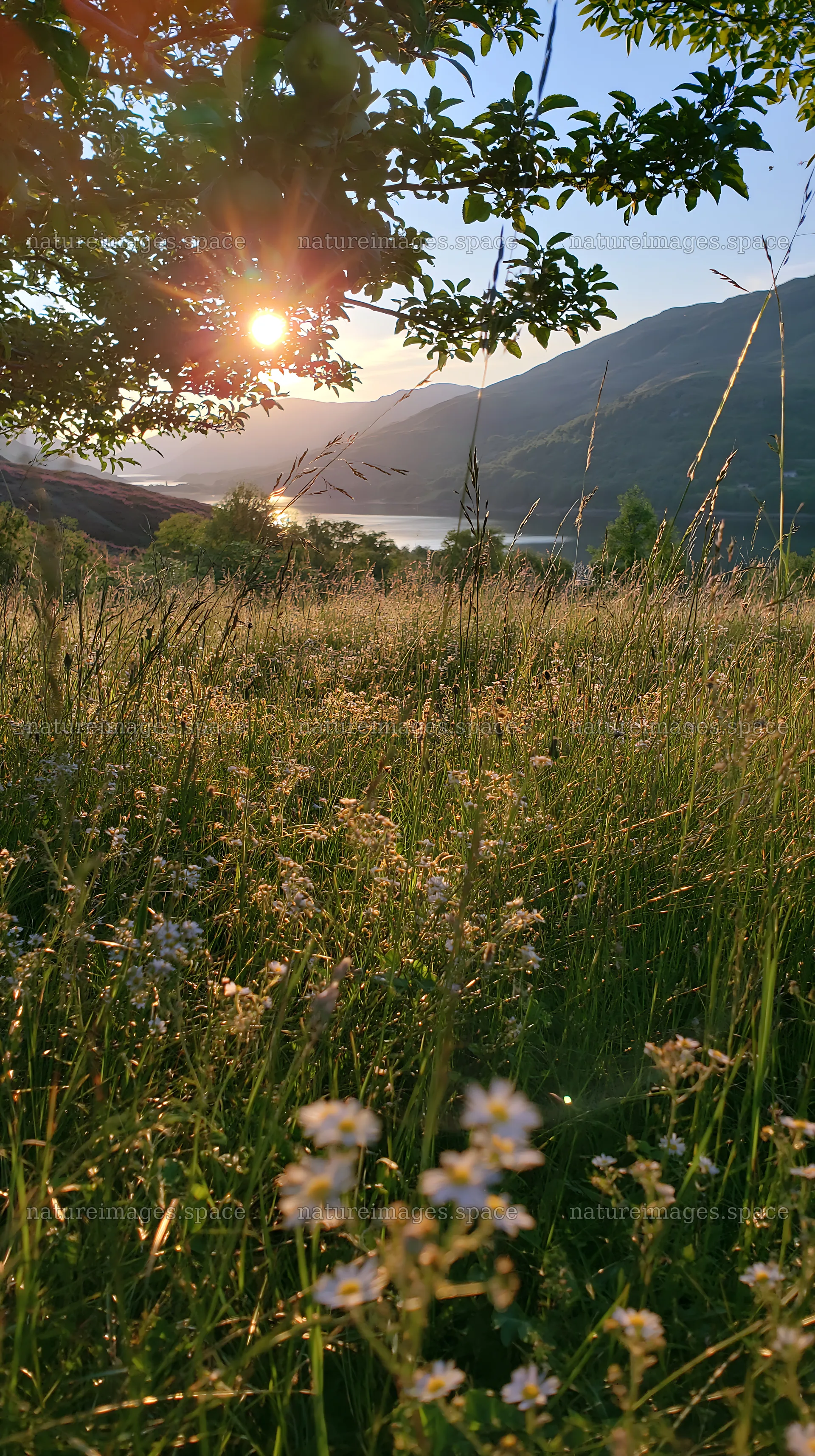 Highland apple meadow at sunset with flowers and mountains – nature images 5938x10608