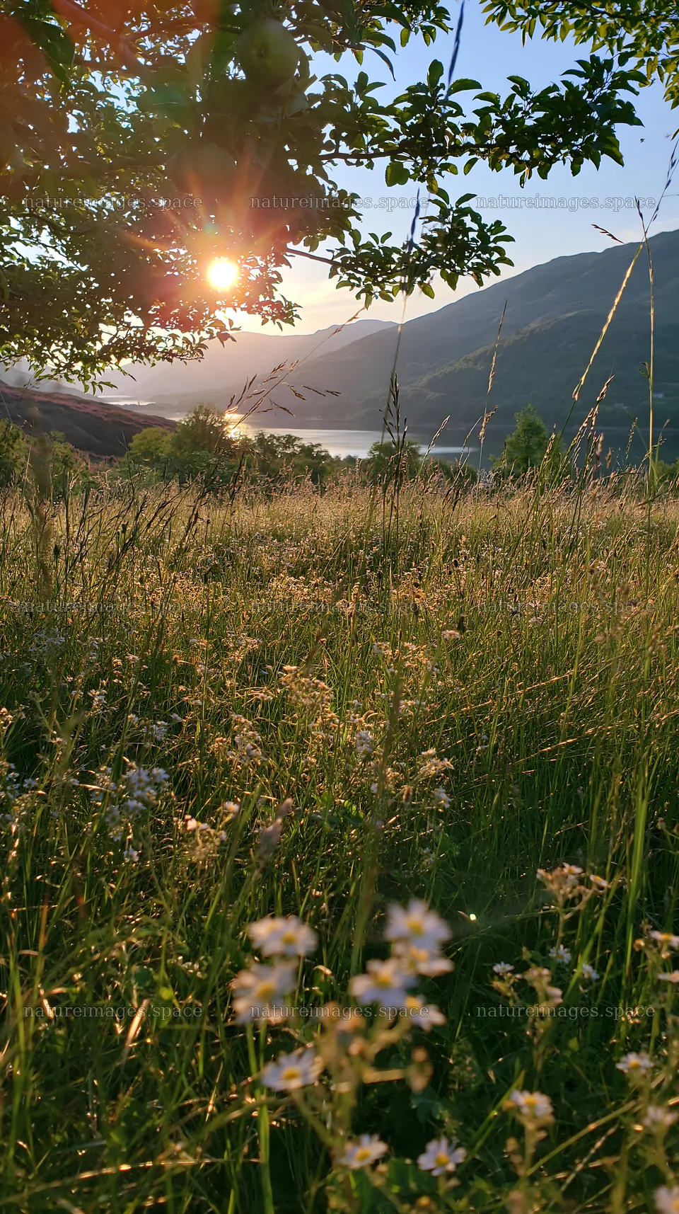 Highland apple meadow at sunset with flowers and mountains – nature images 5938x10608