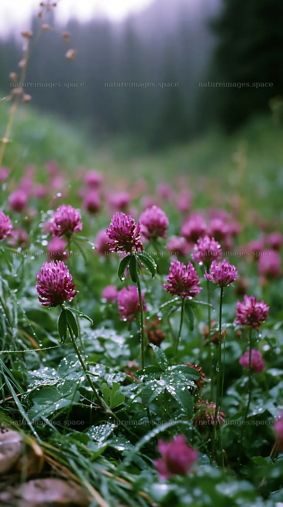 Rainy valley meadow with blooming purple flowers – nature images 5938x10608