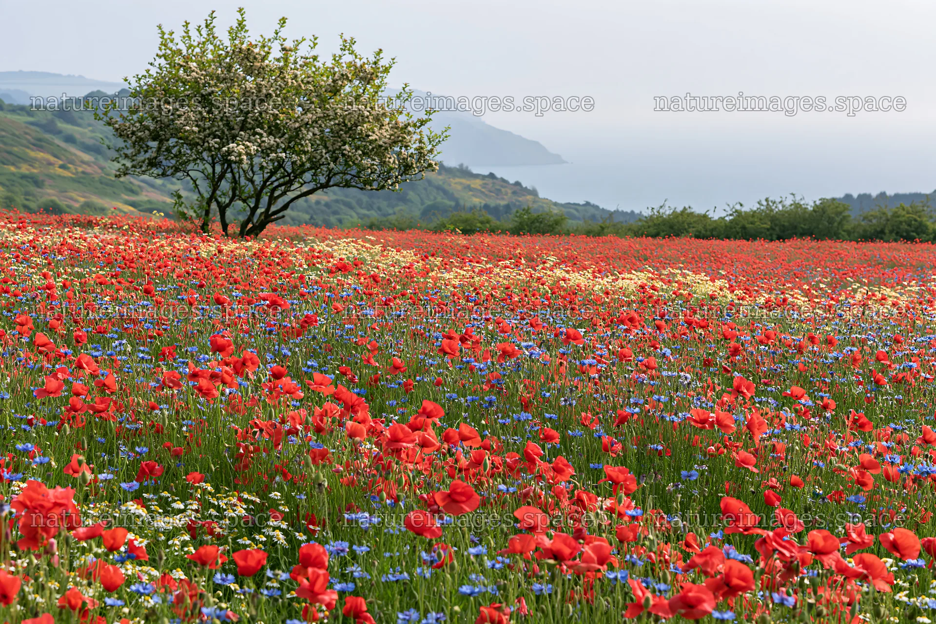 First leaves in Easter meadow with poppies near the coast – nature images 9722x6480