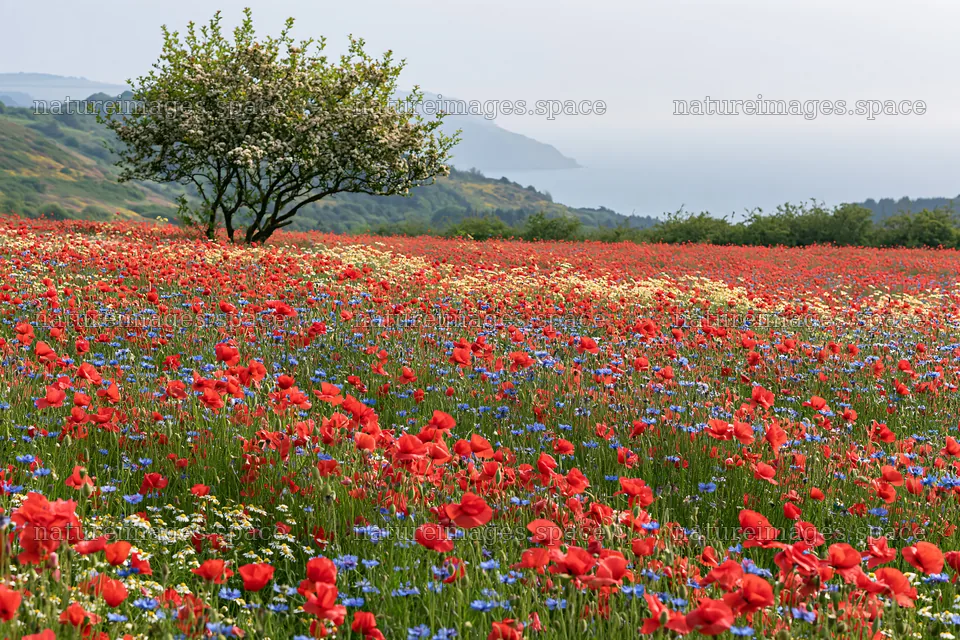 First leaves in Easter meadow with poppies near the coast – nature images 9722x6480