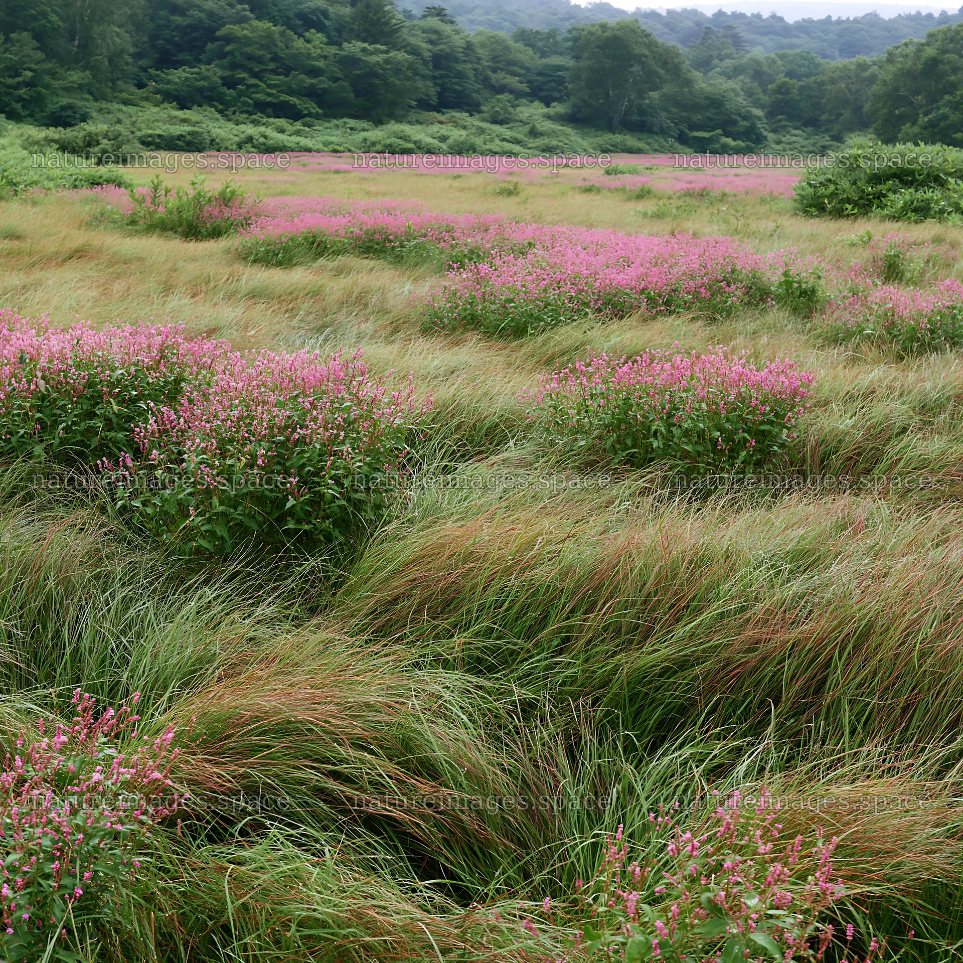 Expansive Hokkaido restoration meadow with dewdrops – nature images 7938x7938