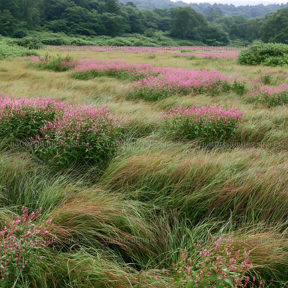 Expansive Hokkaido restoration meadow with dewdrops – nature images 7938x7938