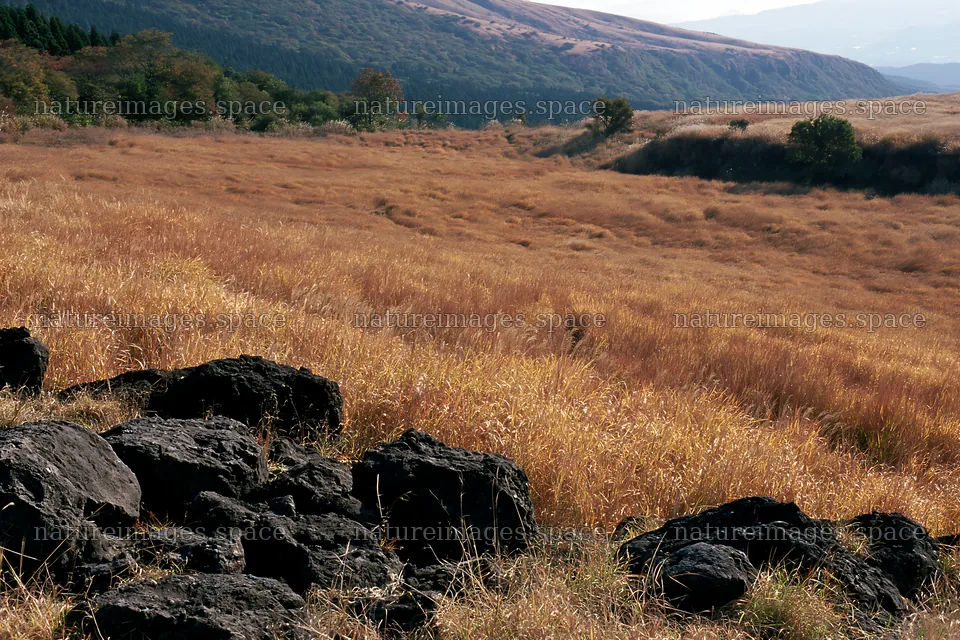 Kumamoto volcanic meadow dark rock foreground with tall grass – nature images 9722x6480