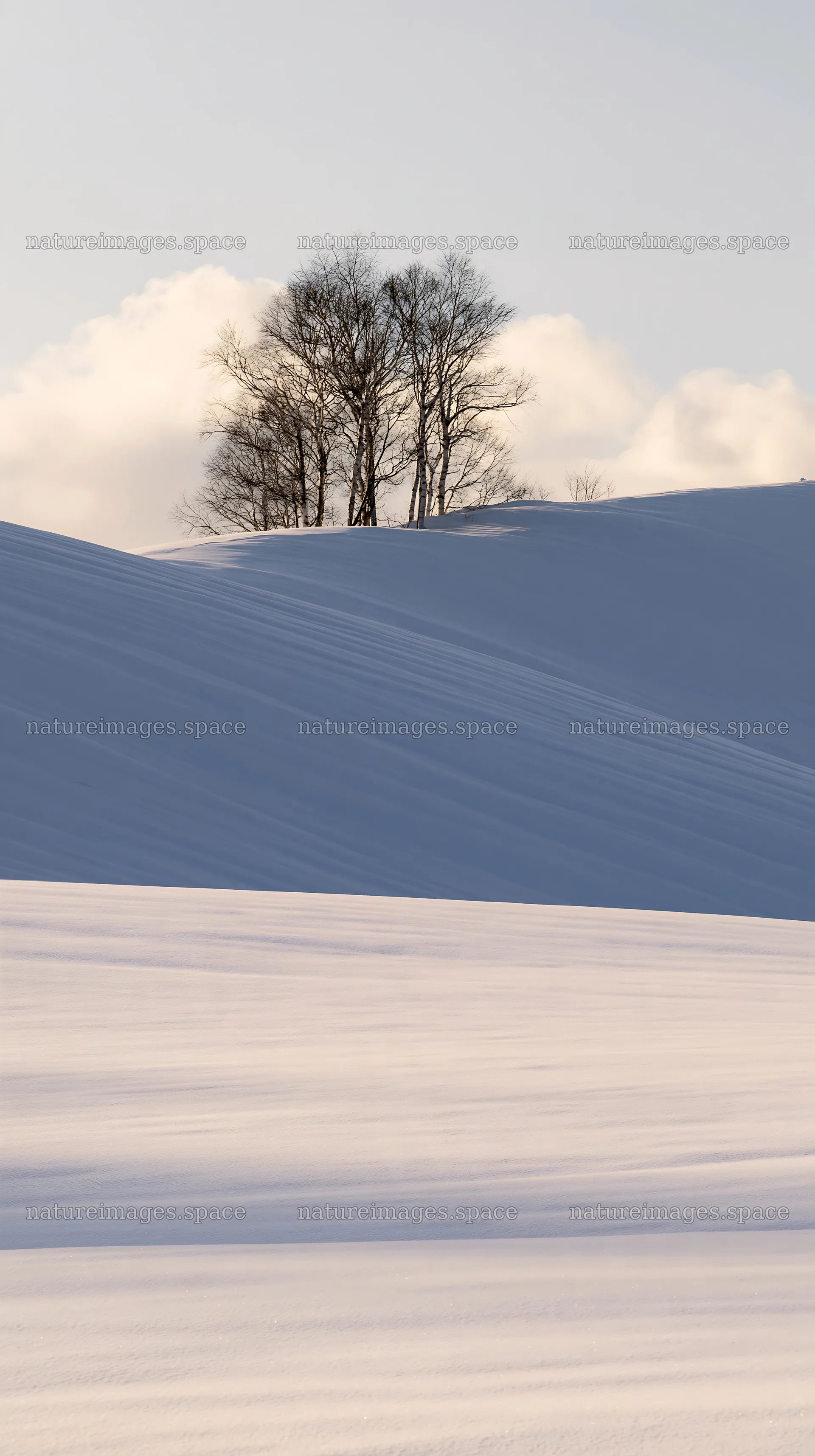 Snow covered hills and trees in Biei, Japan – nature images 5938x10608