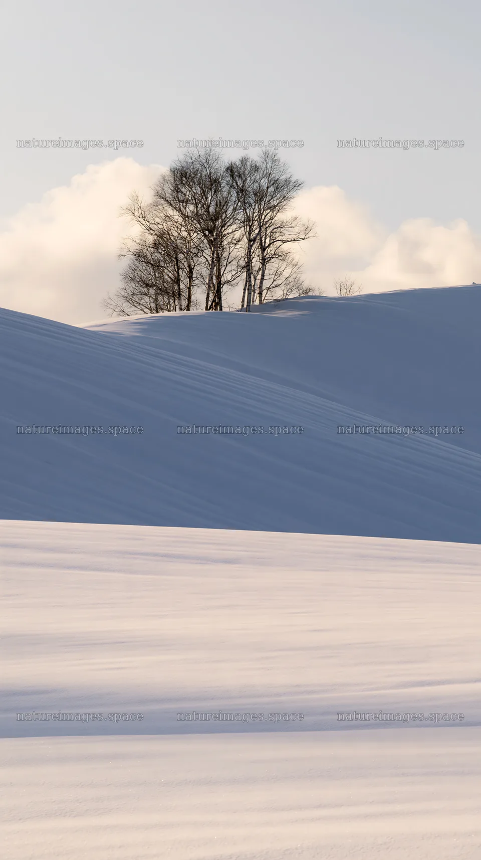 Snow covered hills and trees in Biei, Japan – nature images 5938x10608