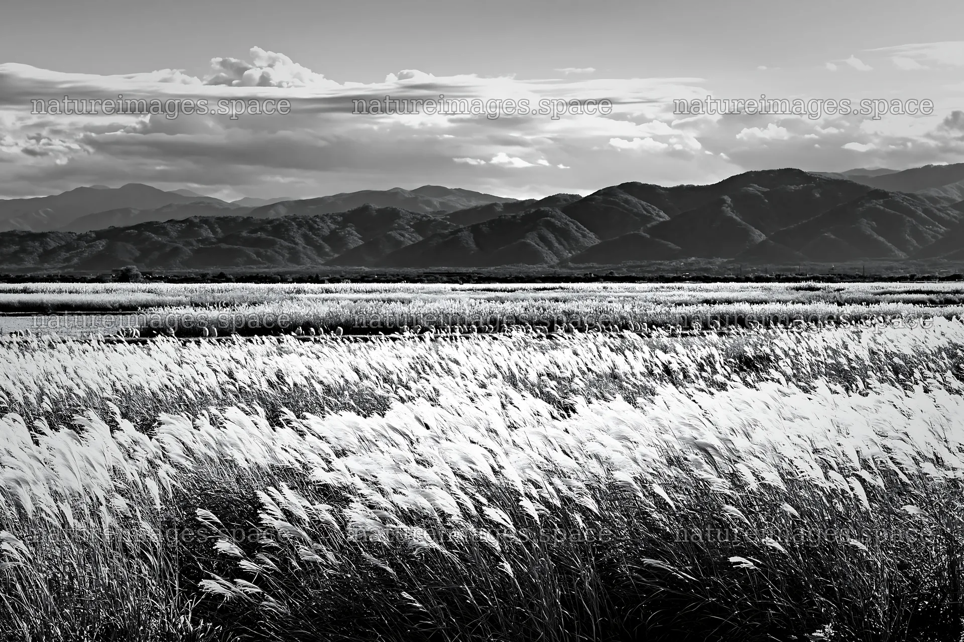 Shiga wetland meadow climate adaptation reeds in golden light – nature images 9722x6480