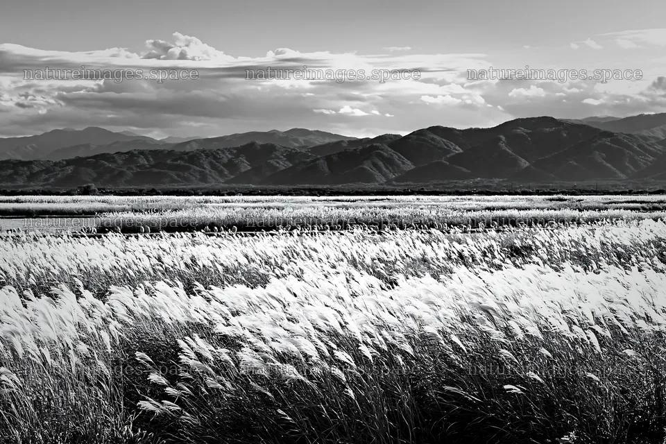 Shiga wetland meadow climate adaptation reeds in golden light – nature images 9722x6480