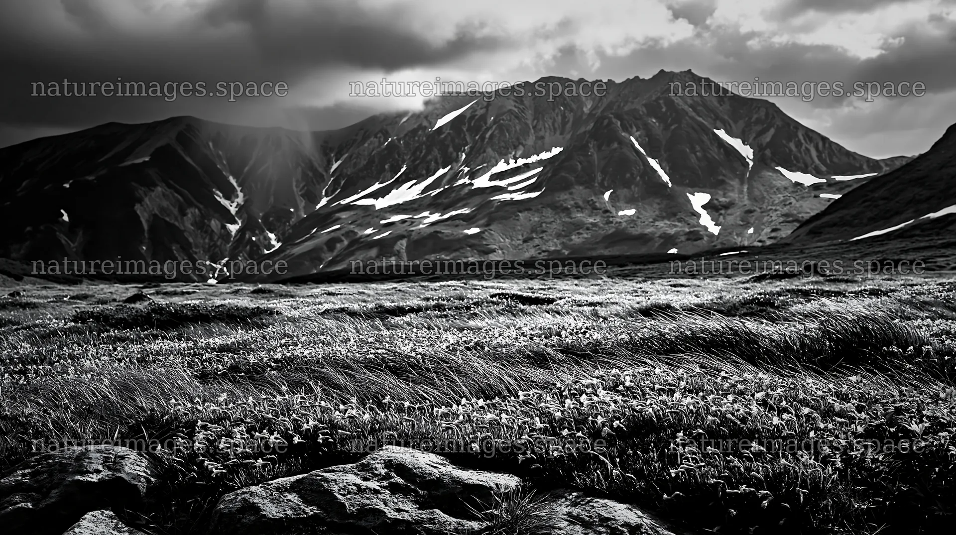 Toyama alpine meadow snowmelt rock foreground with flowers – nature images 10608x5938