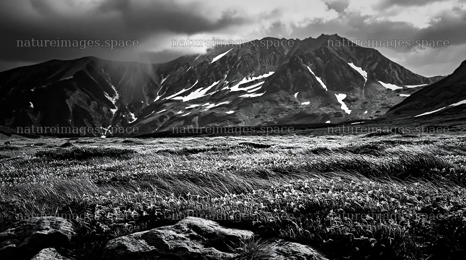 Toyama alpine meadow snowmelt rock foreground with flowers – nature images 10608x5938